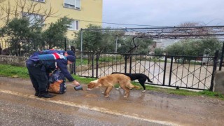Jandarma sokak hayvanlarının yanında