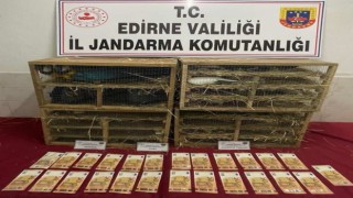 Jandarmanın durdurduğu araçta 124 kaçak kuş ele geçirildi