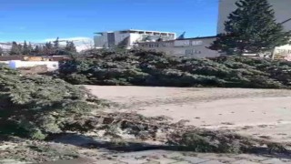Kahramanmaraşta şiddetli rüzgar ağaçları kökünden söktü