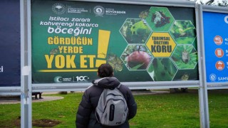 Kahverengi kokarcayla mücadele billboardlarda: “Gördüğün yerde yok et”