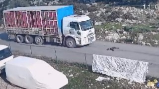 Kamyon köpeği ezdi, o anlar kameraya yansıdı