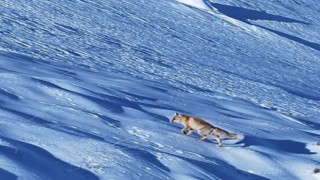 Kar üstünde yiyecek arayan tilki dron ile görüntülendi