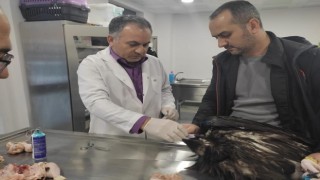 Kartal Belediyesi Veteriner İşleri Müdürlüğü ekipleri yaralı akbabayı tedavi altına aldı