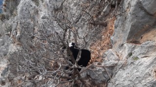 Kayalıklarda mahsur kalan keçiler kurtarıldı
