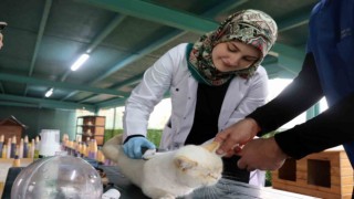 Kedi kasabasının gönüllü veterinerleri