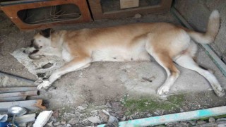 Kedi ve köpeklerin zehirlendiği iddiası