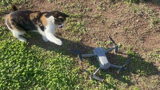 Kedinin dron ile oyunu gülümsetti