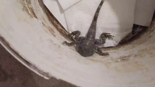 Kertenkele sandı, gerçek çok başka çıktı