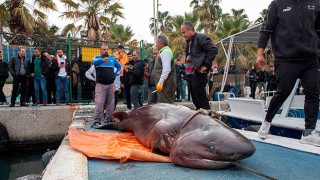 Kıyıya vuran köpek balığının nesli tehlike altında tür olduğu belirlendi