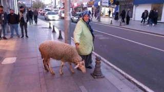 Kızı gibi baktığı koyunu peşinden ayrılmıyor