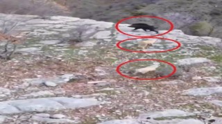 Köpeklerin domuz kovalamacası dron kamerasına yansıdı