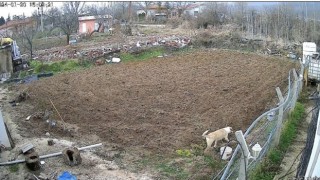 Kümese giren köpek tavuğu alıp kaçtı, o anlar kameraya yansıdı