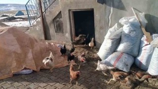 Kurnaz tilki bu kez yakayı ele verdi