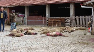 Kütahyada ahıra giren sokak köpekleri 22 koyunu telef etti