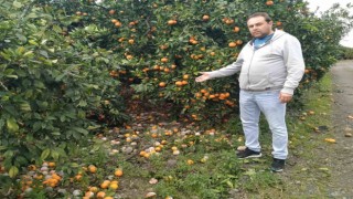 Lüks marketlerde 25 TLye satılan mandalinayı bedavaya dağıtsa da toplayan bulamıyor