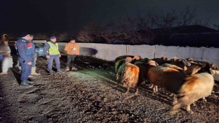 Malatyada kayıp koyunları jandarma buldu