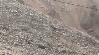 Malatyada yaban keçileri sürü halinde görüntülendi