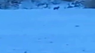 Manzara fotoğrafı çekerken kurtlar objektifine takıldı