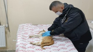 Merdiven boşluğuna düşen kedi kurtarıldı