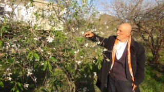 Mersinde badem ağaçları çiçek açtı