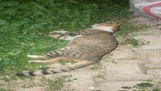 Milasta 1 köpek ve 2 kedinin zehirlendiği iddiası