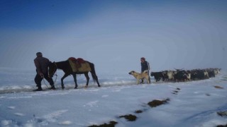 Muşta keçi sürüsünün kar üzerinde 4 saatlik zorlu yolculuğu güzel görüntülere sahne oldu
