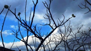 Ocak ayında ceviz hasadı