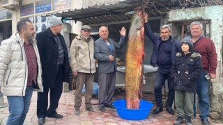 Osmaniye’de Dev Yayın Balığı Yakalandı