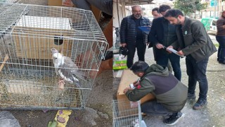 Osmaniye'de Yasaklı İstilacı Kuşlara El Konuldu
