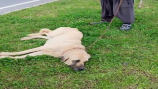 Otomobilin çarpıp kaçtığı köpek tedavi altına alındı
