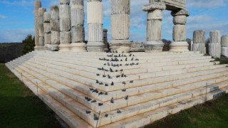 (Özel) Apollon Smintheus Tapınağında ziyaretçileri fareler karşılıyor