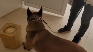 Peynir tenekelerindeki uyuşturucuyu narkotik köpeği Mia buldu