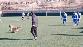 Sahaya giren köpek maçı durdurdu