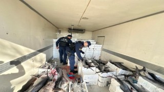 Sahil Güvenlik operasyonunda avlanması yasak mavi yüzgeçli orkinos balığı yakalandı