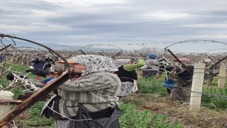 Sarıgöl Ovası binlerce kişinin ekmek kapısı oldu