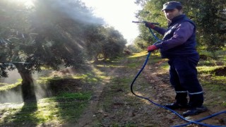 Sarıgölde hasadı biten zeytin bahçelerinde ilaçlama başladı