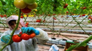 Seracılığın merkezi Hollandaya Manisa seralarından domates ihracatı