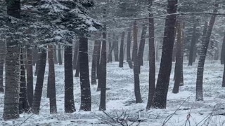 Sinop ormanlarında karacalar görüntülendi