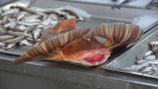 Sinop'ta Balıkçılar 4 kiloluk kırlangıç balığı yakaladı