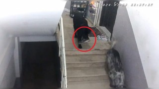 Sinopta gülümseten olay: Apartmana giren köpekler misafirin ayakkabısını çaldı