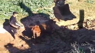 Şırnakta çamura saplanan inek iki gün sonra kepçeyle kurtarıldı