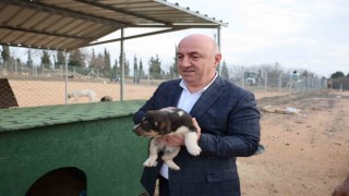 Sokak hayvanları Darıcada güvenli barınağa kavuştu