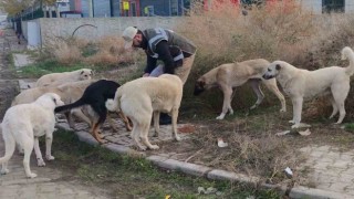 Sokak hayvanlarının can dostu HAYDİ polisleri: Onlarcasını elleriyle beslediler