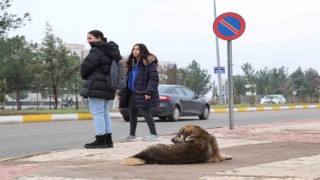 Sokak köpekleri için barınak ve çip vurgusu