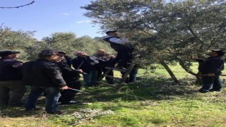 Söke İlçe Tarım ve Orman Müdürlüğünden zeytin üreticilerine budama uyarısı