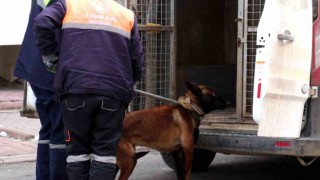 Tasmalı köpek dehşet saçtı, 2si çocuk 4 kişiyi yaraladı