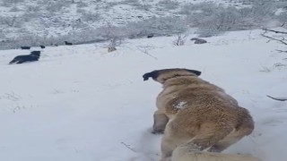 Tokatlı çobanın zorlu kış mesaisi