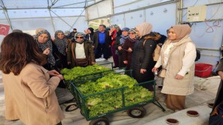 Topraksız tarım projesine kadın çiftçilerden yoğun ilgi