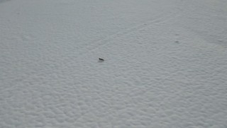 Tuncelide karda yiyecek arayan tilki dron kamerasında