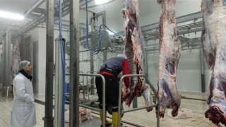Ülkenin kırmızı et ihtiyacının bir kısmı Çekerek ilçesinden karşılanıyor
